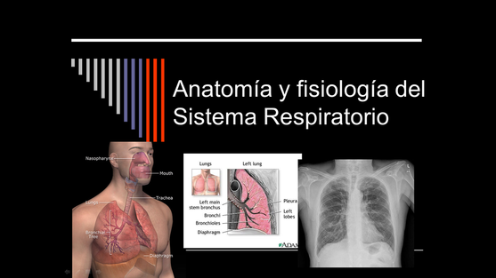 Aparato Digestivo Anatomia Y Fisiologia Pdf Editor